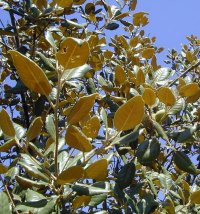 Quercus alnifolia leaves